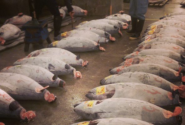 Tsukiji Outer Market