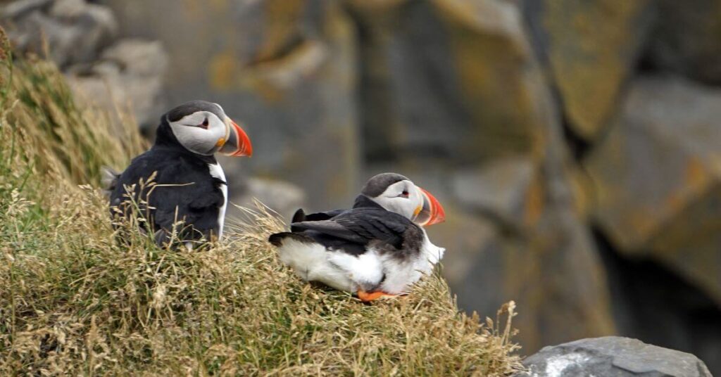 Puffins (Iceland)